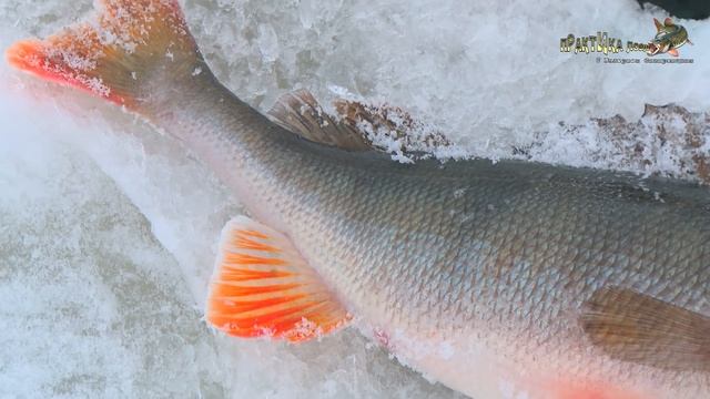 Балда. Окунь. Глухозимье. Практика ловли с Валерием Сикиржицким. Выпуск 30 смотреть онлайн