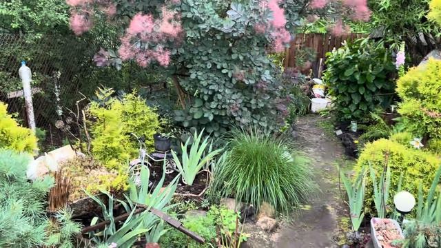 Ангельский садик в гостях у Тамары . Любимый сад у Татьяны экскурсия. Сад своими руками. смотреть онлайн