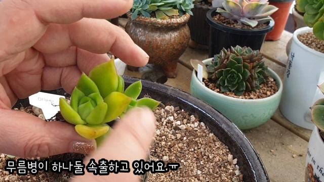 벤바디스 모듬심기/무름병(미카엘.석영) #벤바디스 #다육이무름병 #다육이키우기 #미카엘 #석영 #다육이모듬심기 #옥상다육이 смотреть онлайн