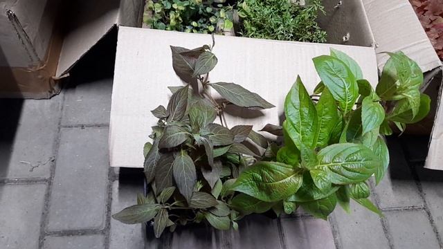 Вейгелы Вингс оф Файер и Эльвира, гейхера Рио. смотреть онлайн