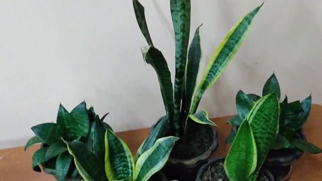 Сансевиерия уход и размножение.