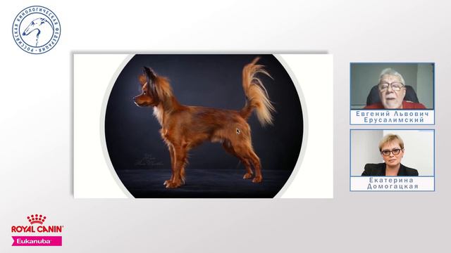 Лекция 1. Русский той | Lecture 1. Russkiy Toy (Russian Toy, FCI Standard Nr 352)