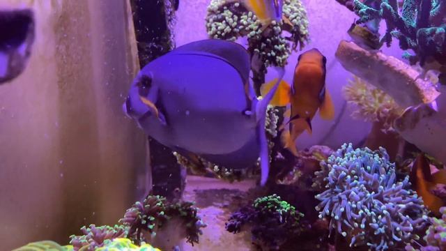 Рыбы пируют, креветка выпустила своих личинок | Морской аквариум смотреть онлайн