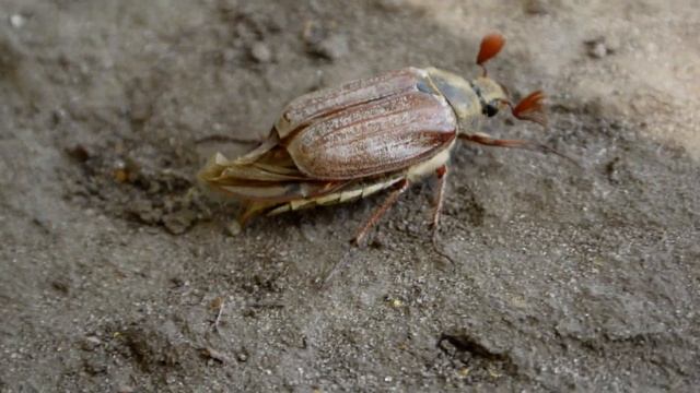 Хрущ (майский жук) пытается взлететь. Cockchafer (Melolontha melolontha) trying to take off. смотреть онлайн