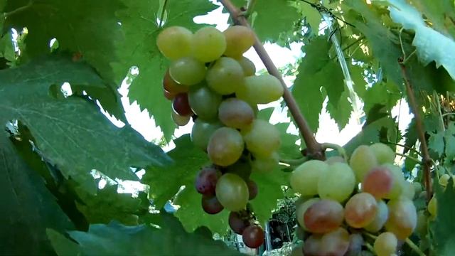 Сорт винограда Дамасская Роза (03.09.2021 г.) / Grape variety Damascus Rose (03.09.2021) смотреть онлайн