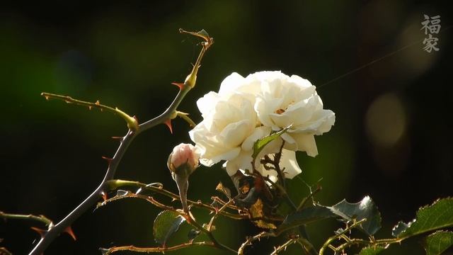 11 Hours of Beautiful Relaxing Music, Peaceful Instrumental Piano and Flute Music by Kenio Fuke смотреть онлайн