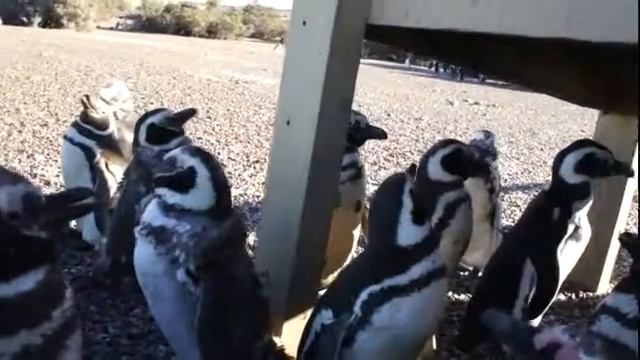 Аргентина Патагония Пунта Томбо Среди пингвинов смотреть онлайн