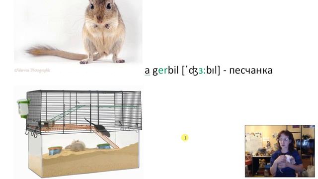 2.Rodents. Грызуны. (видеословарь англ.яз.)