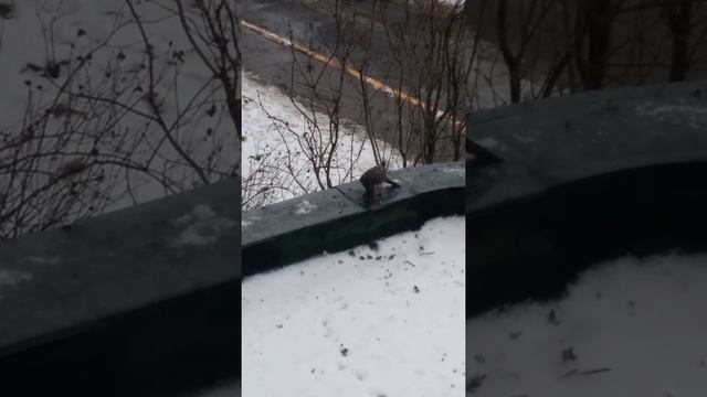 хищные птицы Беларусь смотреть онлайн
