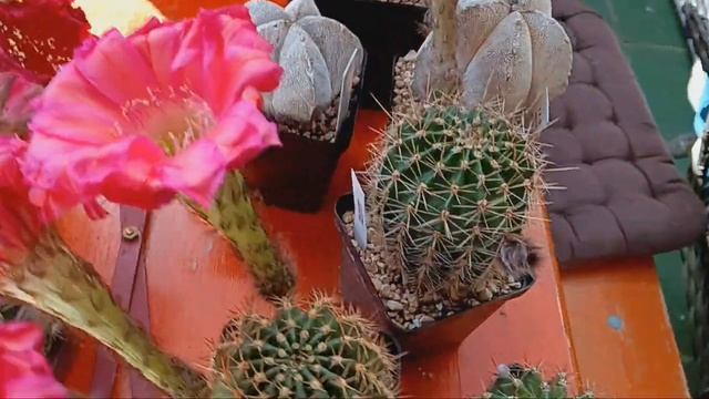 Обзор новых кактусов.Колючки из теплицы Андреаса Весснера. смотреть онлайн