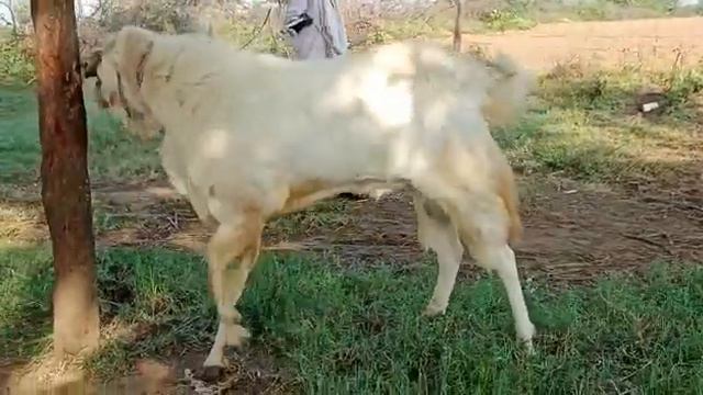 mashAAllah top quality kota beautiful 6 daant 40 height 70 75 kg for sell :8815708393 смотреть онлайн