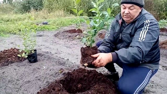 Голубика.Как правильно посадить голубику. смотреть онлайн
