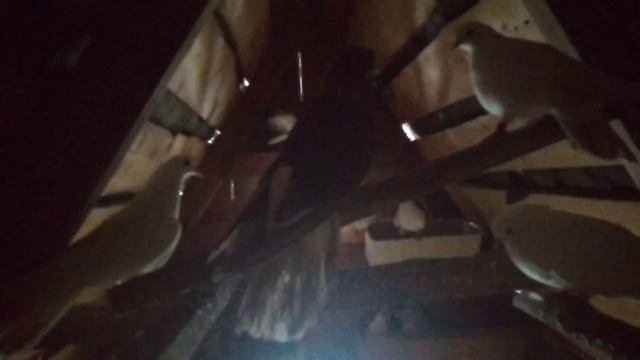 Голуби породы - БАБОЧКИ, ПАВЛИН, БАКИНСКИЕ, ПОЧТОВЫЕ И СЕРЕБРИСТЫЙ ФАЗАН смотреть онлайн