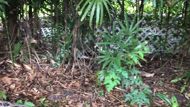 Енот- ценитель уточек. Дикие животные как у себя дома. Флорида.Мой дом. смотреть онлайн