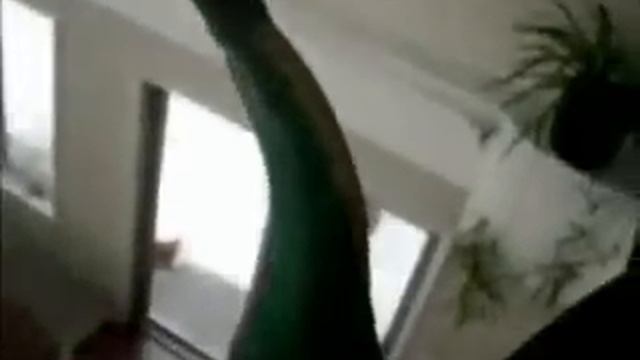 HoopsAndDinoMan's A Dinosaur Story (Full Movie) смотреть онлайн