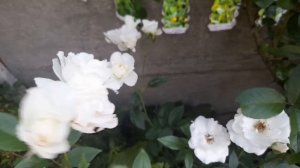 Роза плетистая Айсберг Iceberg (Клаймбинг Айсберг)