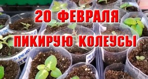 20 февраля. ПИКИРУЮ КОЛЕУСЫ