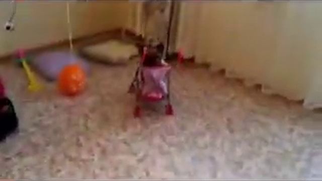 Собачка маленькая катается на игрушечной кукольной коляске смотреть онлайн