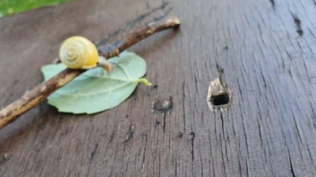 УЛИТКА шевелит РОЖКАМИ смотреть онлайн