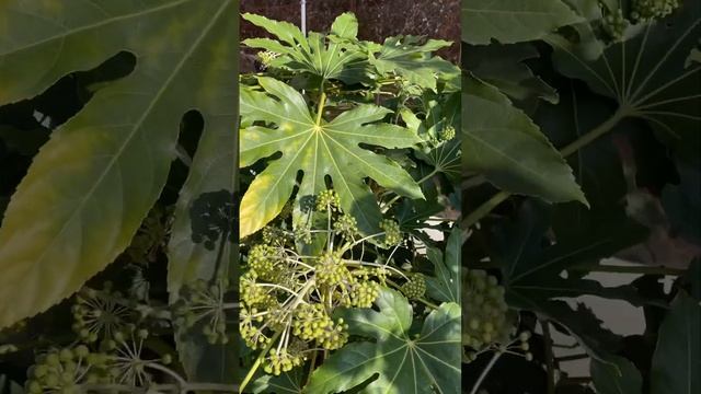 ЧТО ЗА КУСТ? КТО ЗНАЕТ? #камелия #кусты #солнце #солнышкавдуше #сочи #жизнь смотреть онлайн