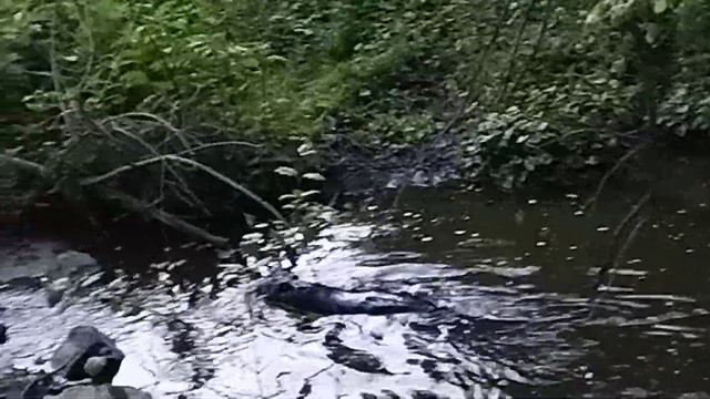 бобер пливе смотреть онлайн