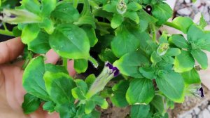 Недостаток калия у петунии. Как распознать и исправить?