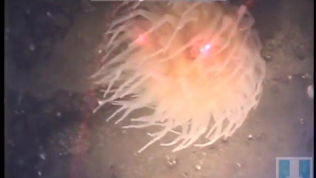 White Anemone 2 смотреть онлайн