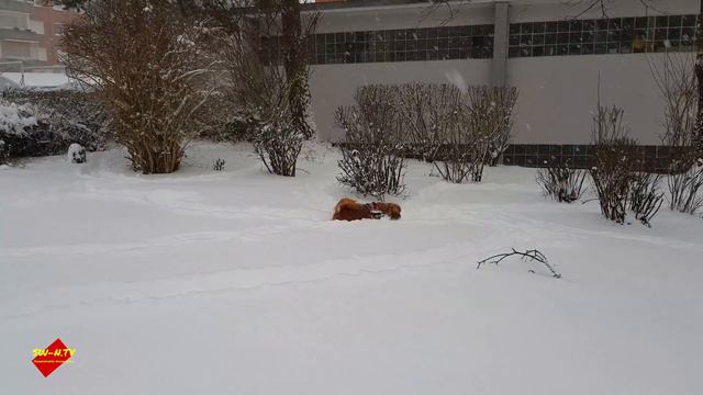 Jenny "Pekinese" im Schnee 18.03.2018 Schweinfurt смотреть онлайн