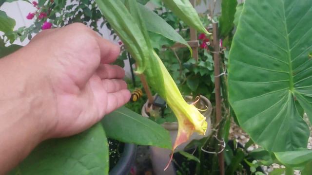 Brugmansia angel exotic смотреть онлайн