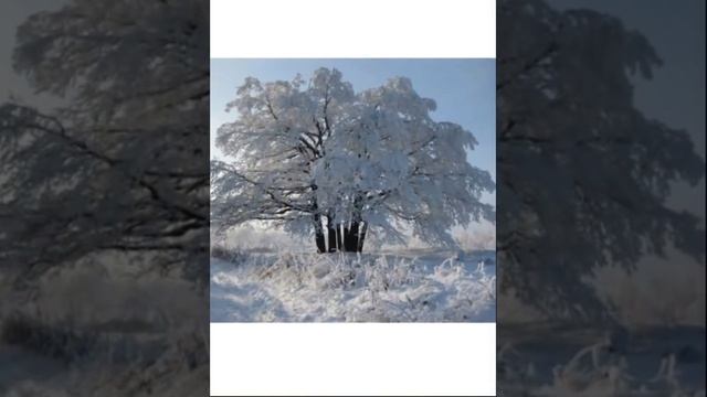 «Заснеженный лес» протодьякон Виктор Савельев / читает Александр Савельев. смотреть онлайн