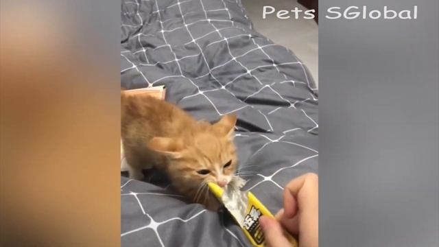 The KungFu Cat of Tiktok - Funny Cat Tiktok ~ Pets SGlobals смотреть онлайн