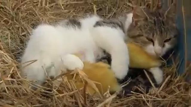 Объятия звирей