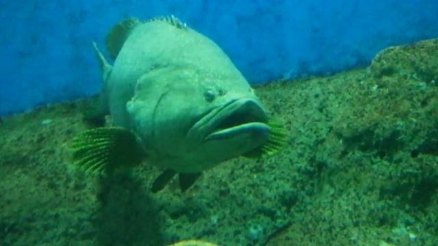 Океанариум в Паттайе. Underwater World Pattaya.