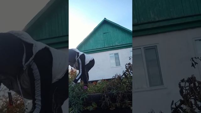 ОСЕННЯЯ Уборка. новая стрижка сына .#мояжизнь #моипитомцы #мывместе #семейныйканал смотреть онлайн