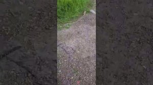 писк в колонках при включении зажигания лада гранта teyes