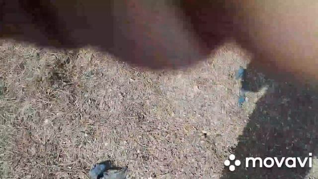 СОДЕРЖАНИЕ СВИНЕЙ/pig keeping смотреть онлайн