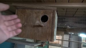 Волнистые попугаи-размножение.