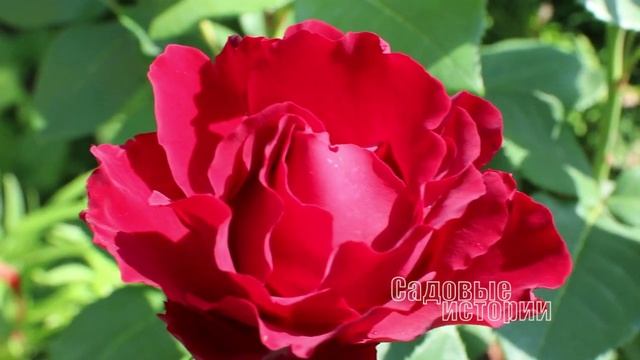 Неукрывные розы моего сада // Омаж а Барбара // зимовка роз в условиях 5 климатической зоны смотреть онлайн