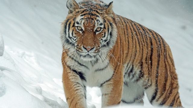 Искусство Спора или Как Нужно Побеждать в Споре смотреть онлайн