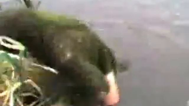 Водяной. Что то вылазит из озера. смотреть онлайн