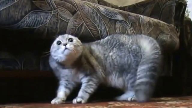 Говорящие коты!!! Прикол Новинка Ржака 2016