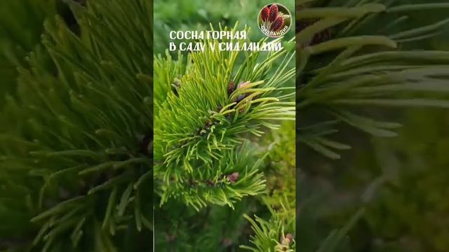 Сосна горная Seedlandia.ru - семена и саженцы кедровый стланик ель голубая метасеквоя кедр корейски смотреть онлайн