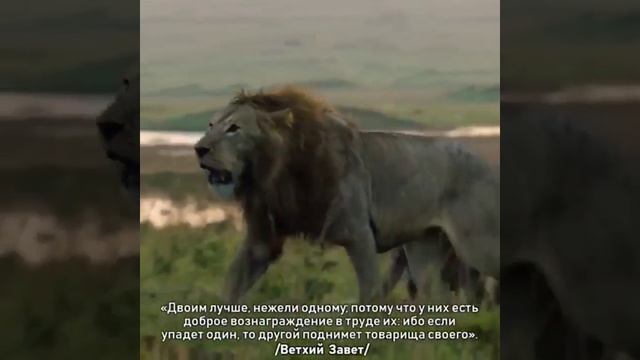 ДАЖЕ ЕСЛИ ТЫ ЛЕВ... смотреть онлайн