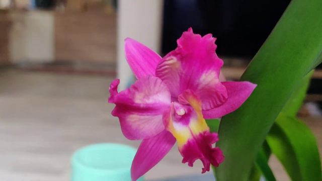 Cattleya Hawaiian Splash 'Lea'