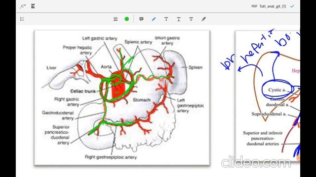 Tut 1 - Anatomy - Portal system - GIT смотреть онлайн