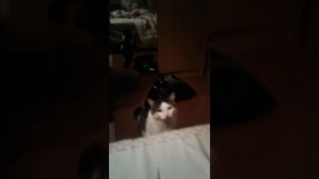 Мой кот понимает мою речь смотреть онлайн