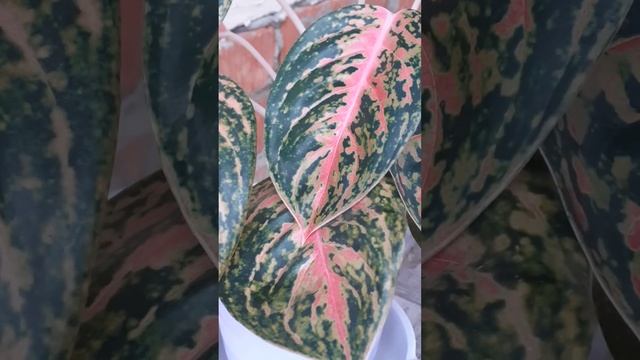 Аглаонема Баттерфляй смотреть онлайн