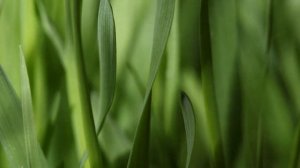 Производство травяных гранул и муки как бизнес идея