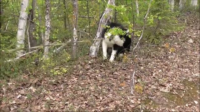 Следы медведицы с пестуном. Туяна уходит за лосем. Еран - сын Карая и Аськи.