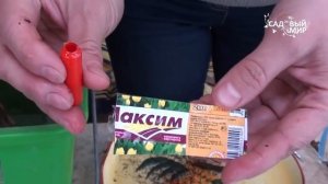 Как сажать пионы из коробки